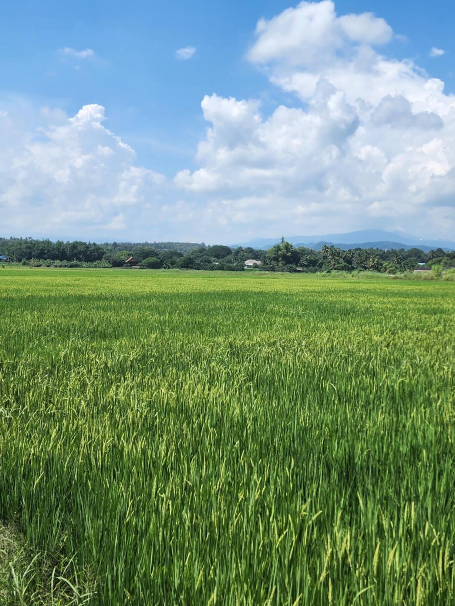 Baanlungchuhomestay&Cafe Mae Taeng Luaran gambar